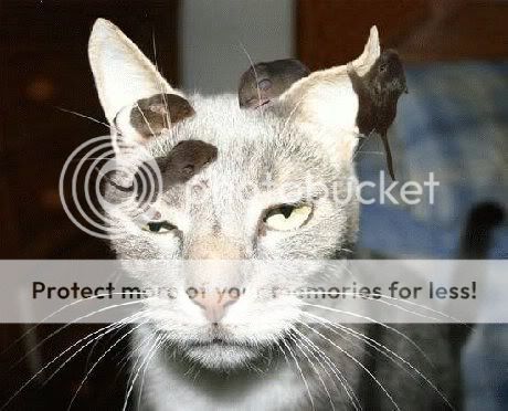 Mousecat.jpg