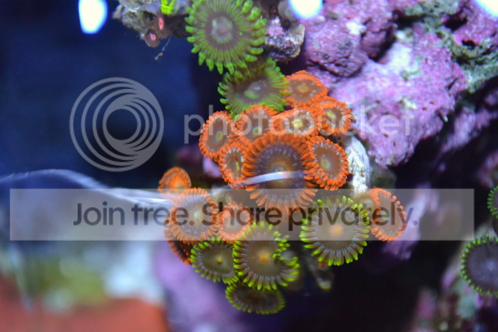 nanoforsale039.jpg
