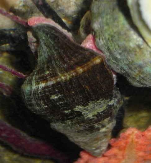 snail2.jpg