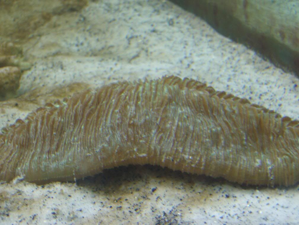 jayfish063-1.jpg