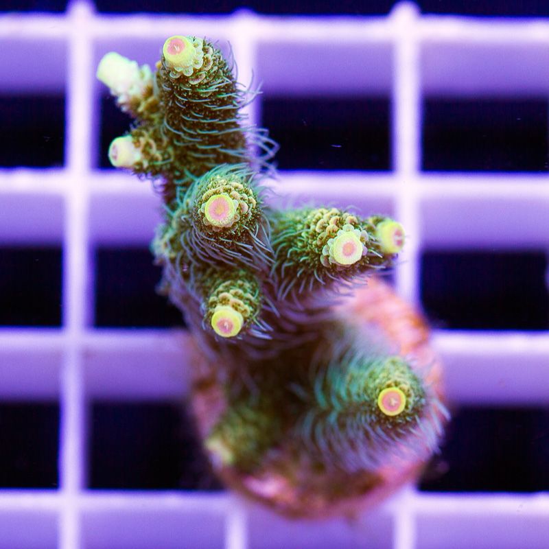 newcoral1621b.jpg