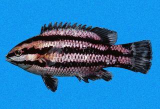 Bodianus_eclancheri,I_RR1376.jpg