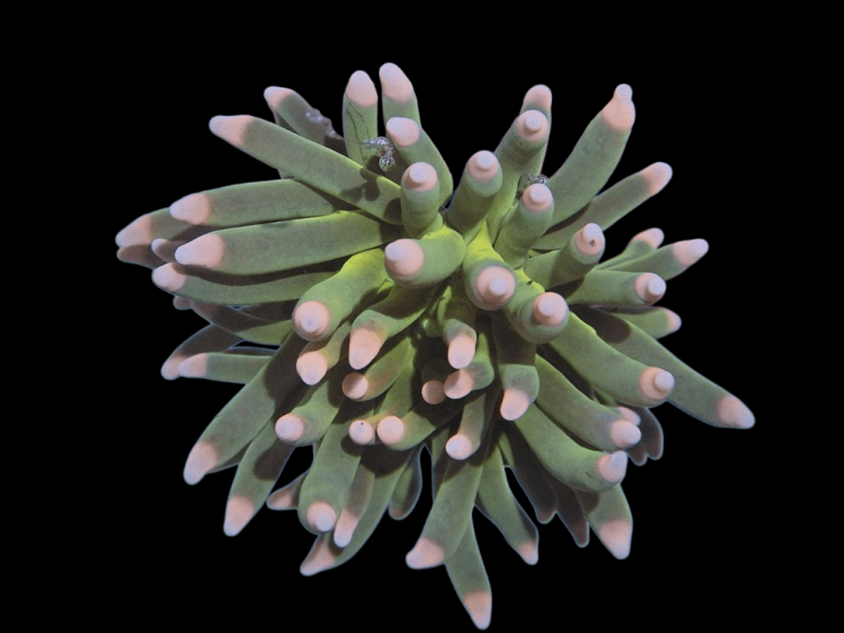 Photoroom-20250601_203938_5.png