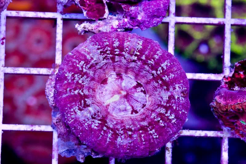 miniscolyaustralis.jpg