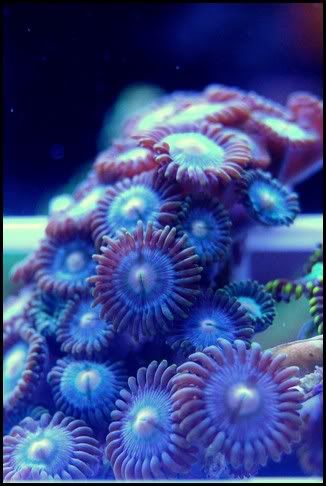 blue_zoa.jpg