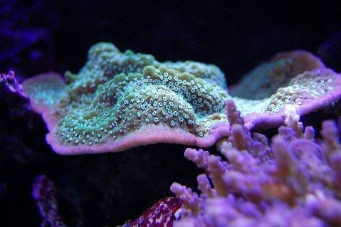DSC_0007-1-1.jpg