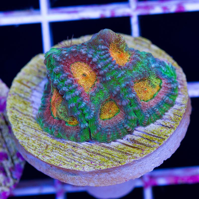 newcoral570b.jpg