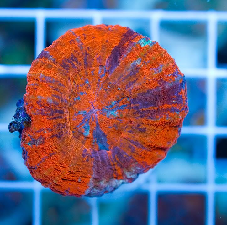 anewcorals_7-5.jpg