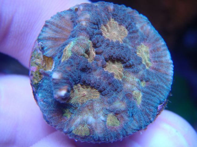 mp2_zps597dec25.jpg