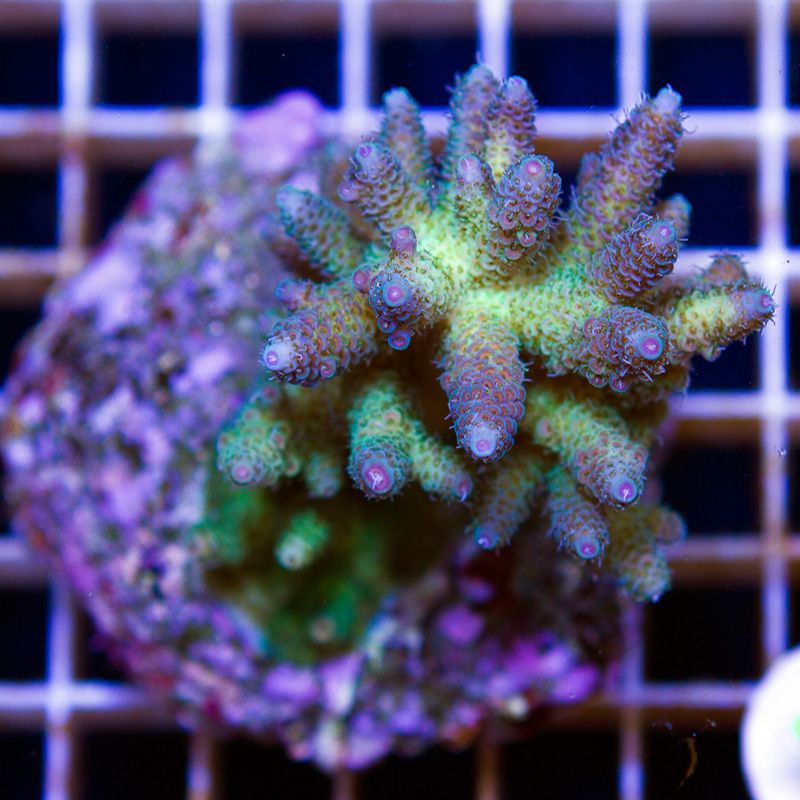 newcorals-3037b.jpg~original