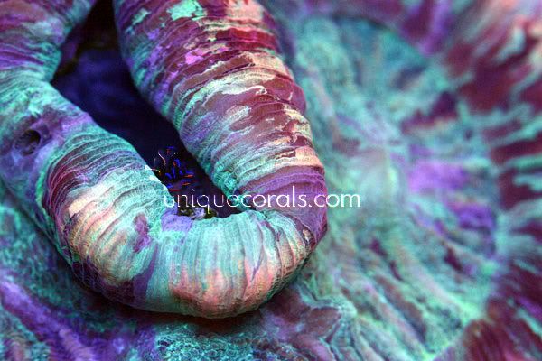 rainbowtrachy_macro2.jpg