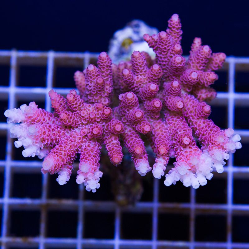 newacropora2003b.jpg~original