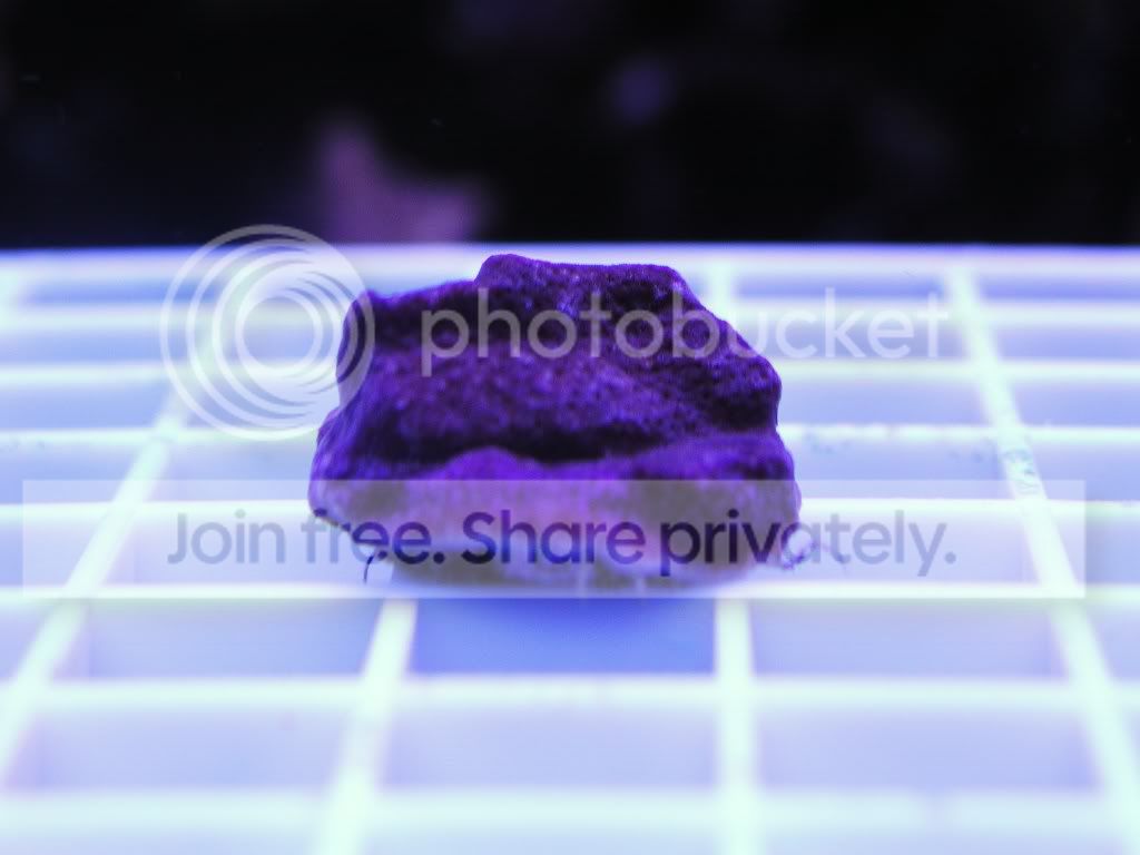 frags072.jpg