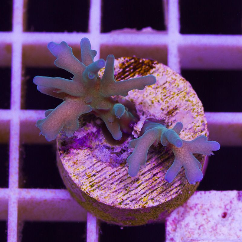 newcorals260b.jpg