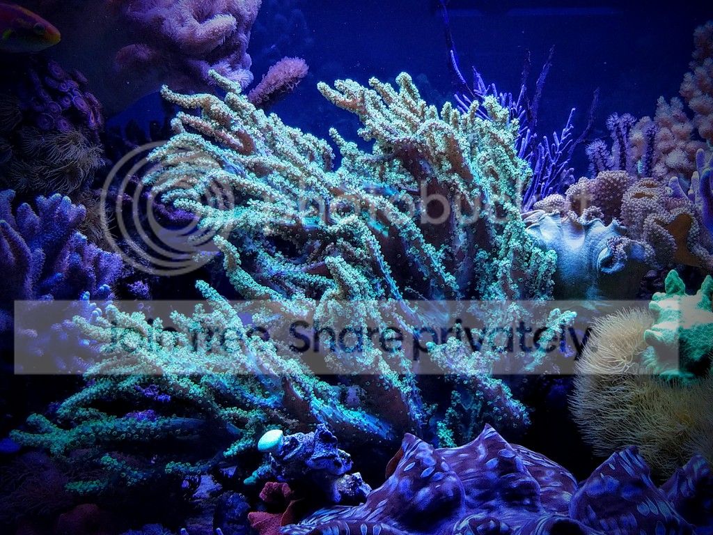 20161021_171206_zps50rgcjxr.jpg