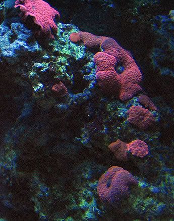 red-mushrooms.jpg
