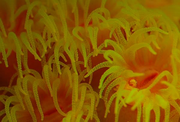20galsunpolyps2.jpg