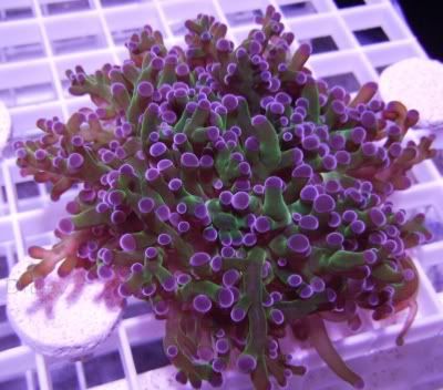 Resized_CROP-Aqua_02_25_06014.jpg