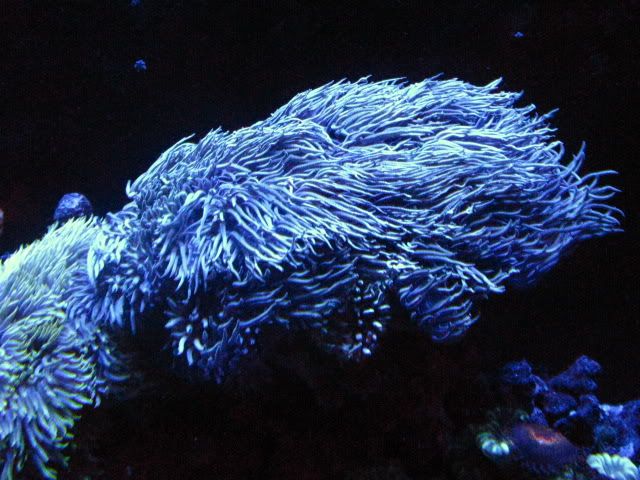 NewZoapics033.jpg