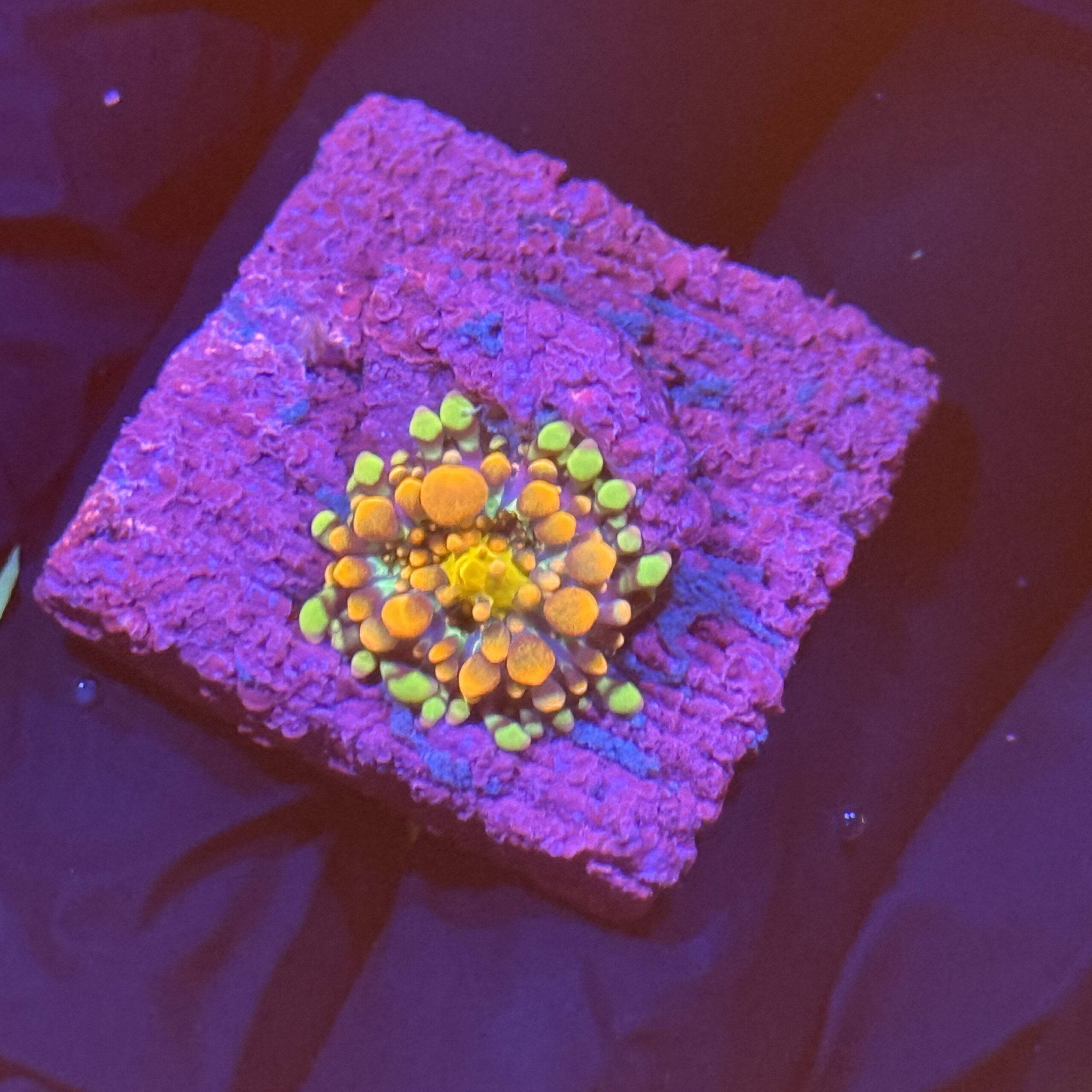 www.coralvault.co.uk