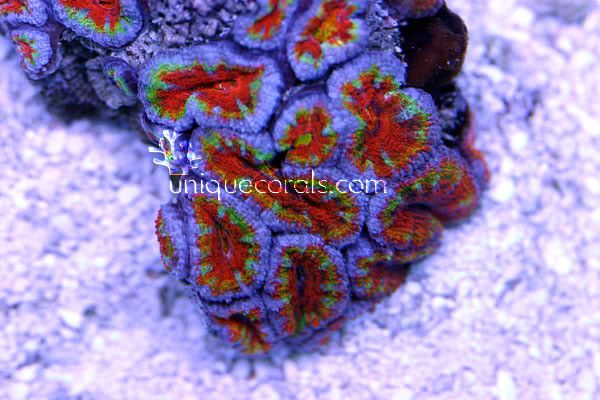 rainbow_acan_macro2-1.jpg