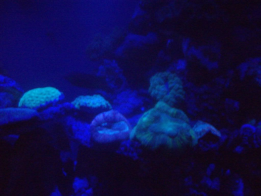 jayfish143-1.jpg