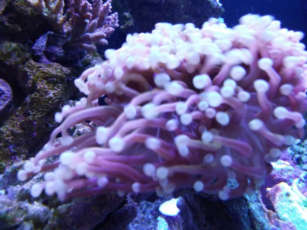 20141202_194236_zpsvjrzzozp.jpg
