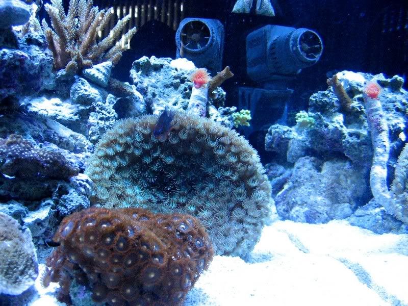 newtank1.jpg