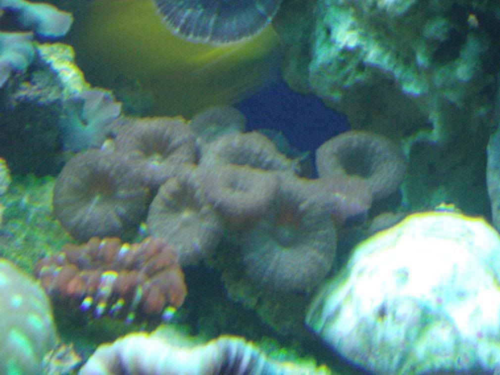 jayfish017-1.jpg