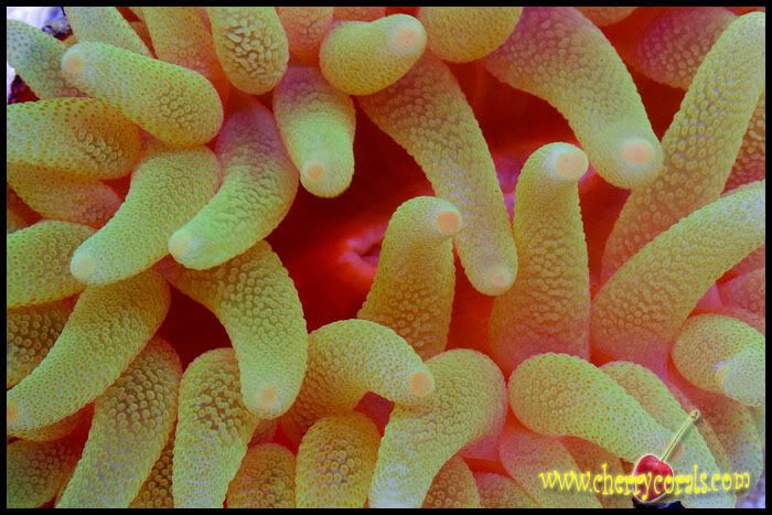 NewCoral_43copy.jpg