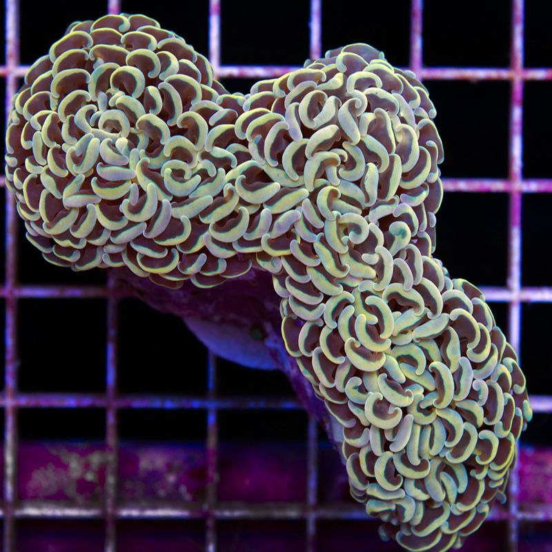 anewcoralsa241b.jpg~original