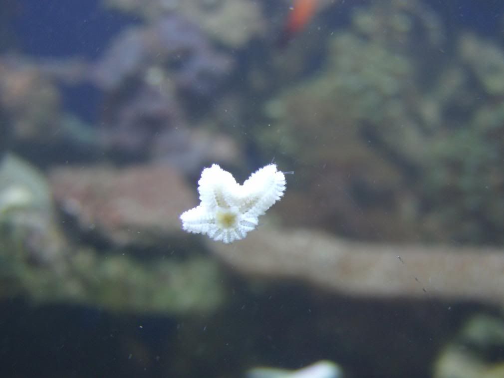jayfish046.jpg