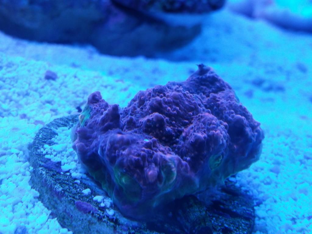 20141002_194619_zpsjmxctvdb.jpg