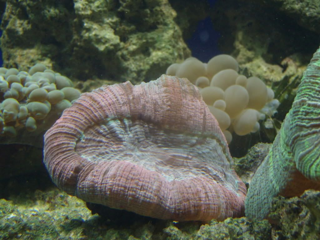 jayfish153.jpg