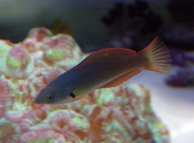 120g_H_melanochir01.jpg