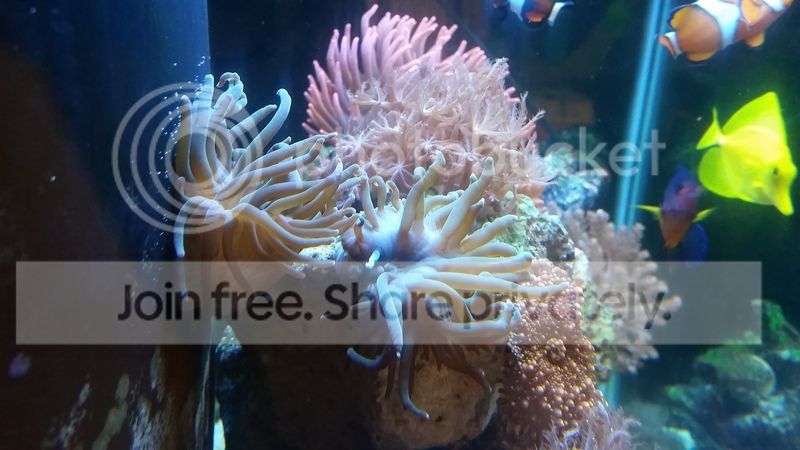 20161116_190636_zps7rk4xzzr.jpg