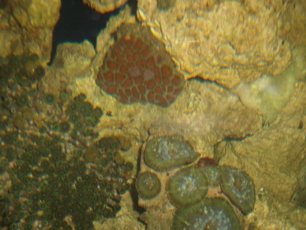 jayfish038.jpg