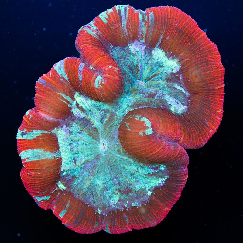 newcoral1550b.jpg