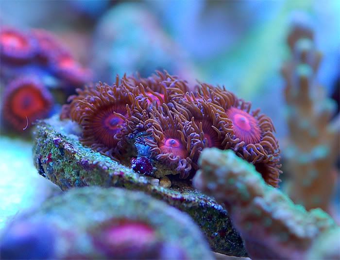 zoa4ml0.jpg