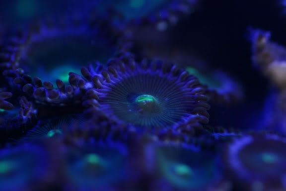 zoas1actinics.jpg