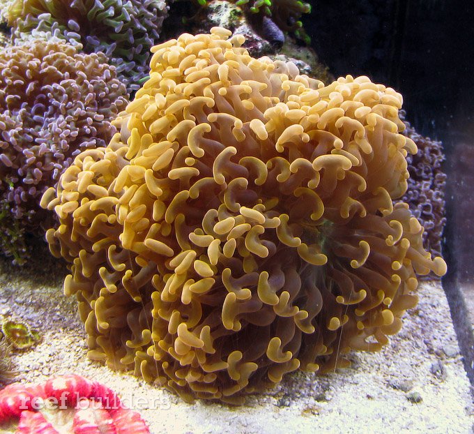 orange-hammer-coral-1.jpg