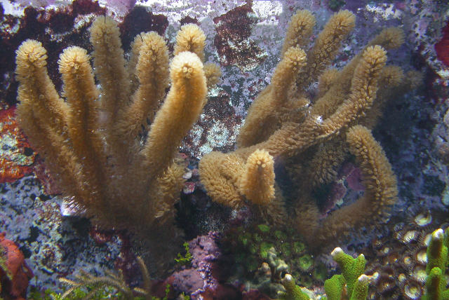gorgonian03b-lg.jpg