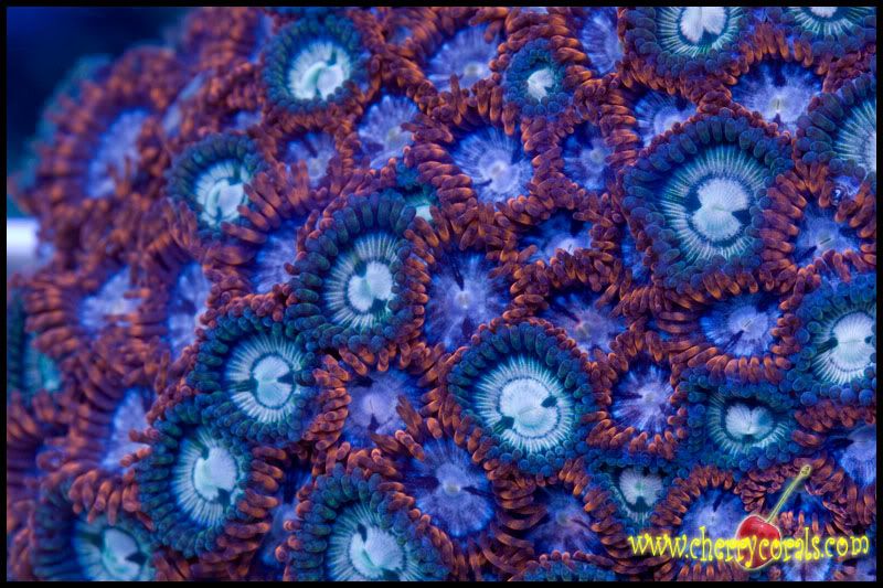 NewCorals168copy.jpg