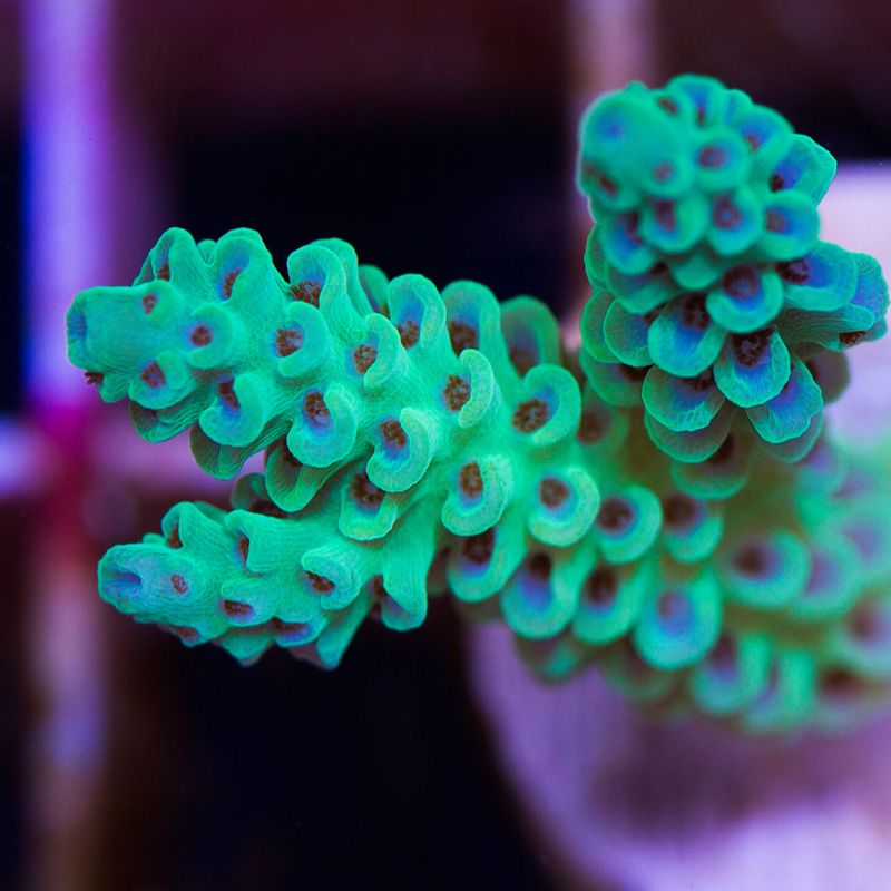 newcoral1575b.jpg