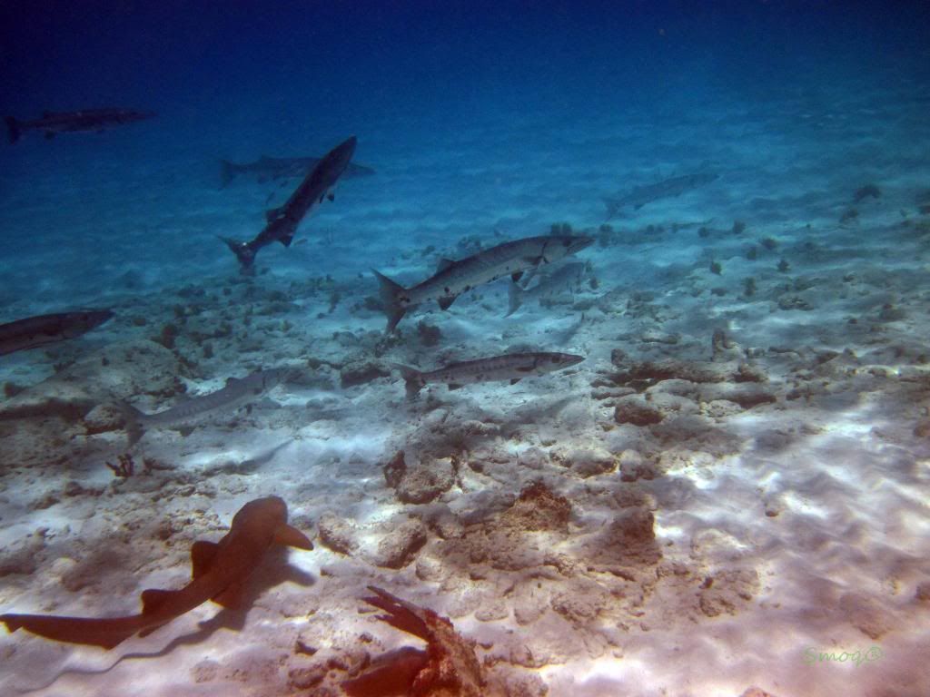 IMG_1035.jpg