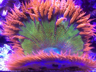 36201009650_16a357cdda_n.jpg