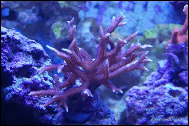 purple_polyp_bn.jpg