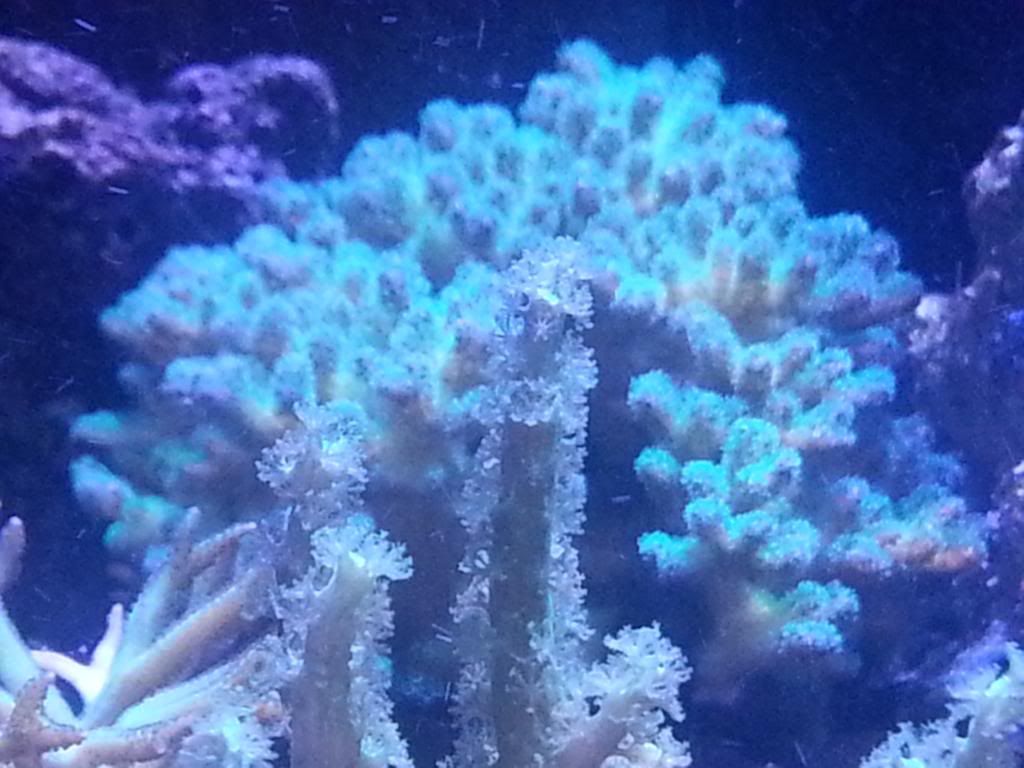 20130526_204505_zps933642d7.jpg