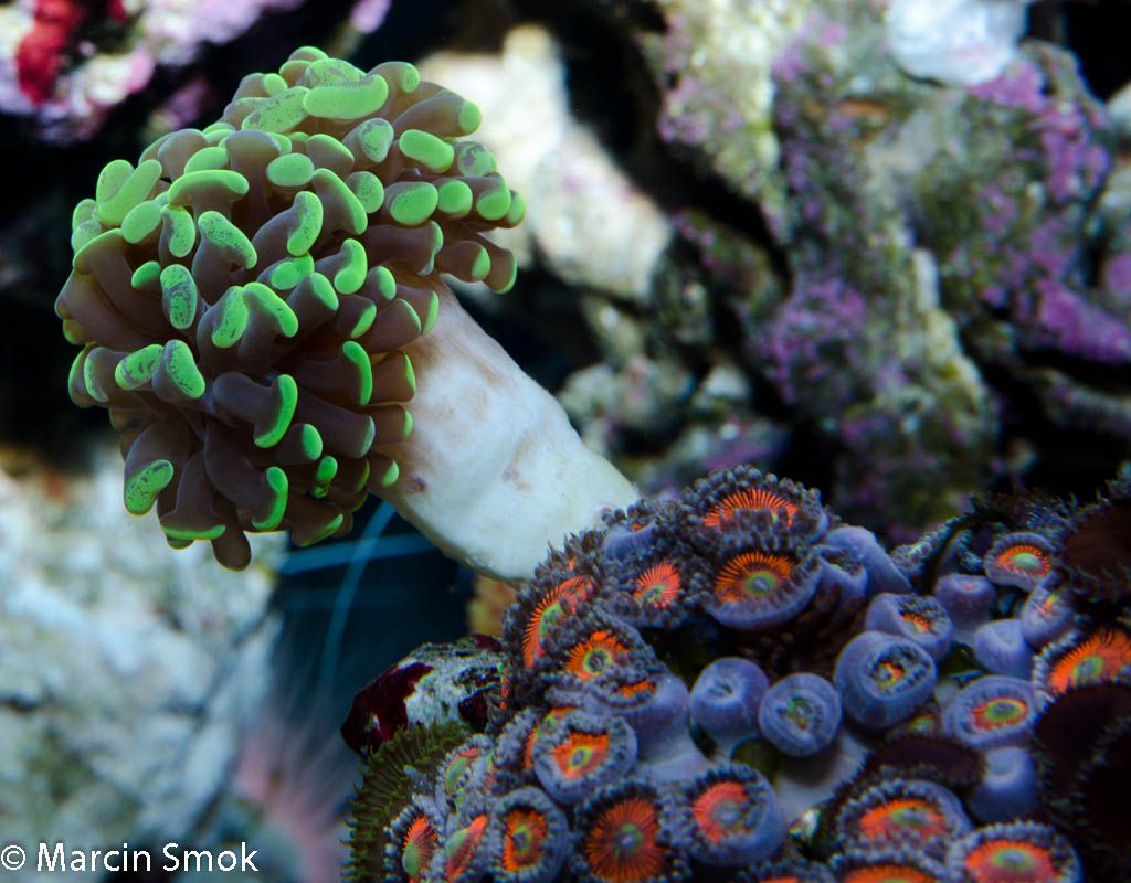 hammercoral.jpg