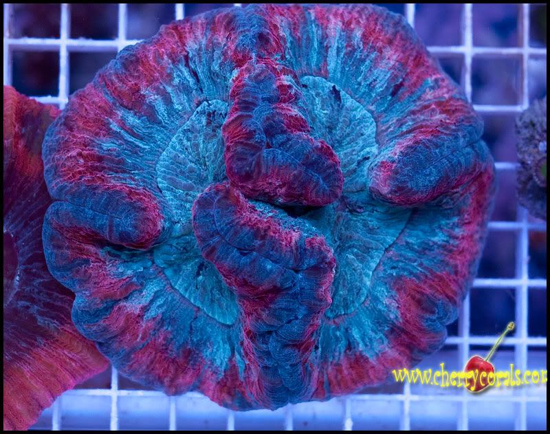 NewCorals_2-4.jpg